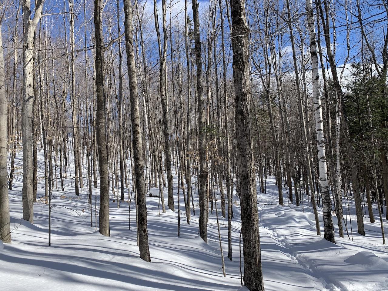 winter in a Vermont forest sanctuary