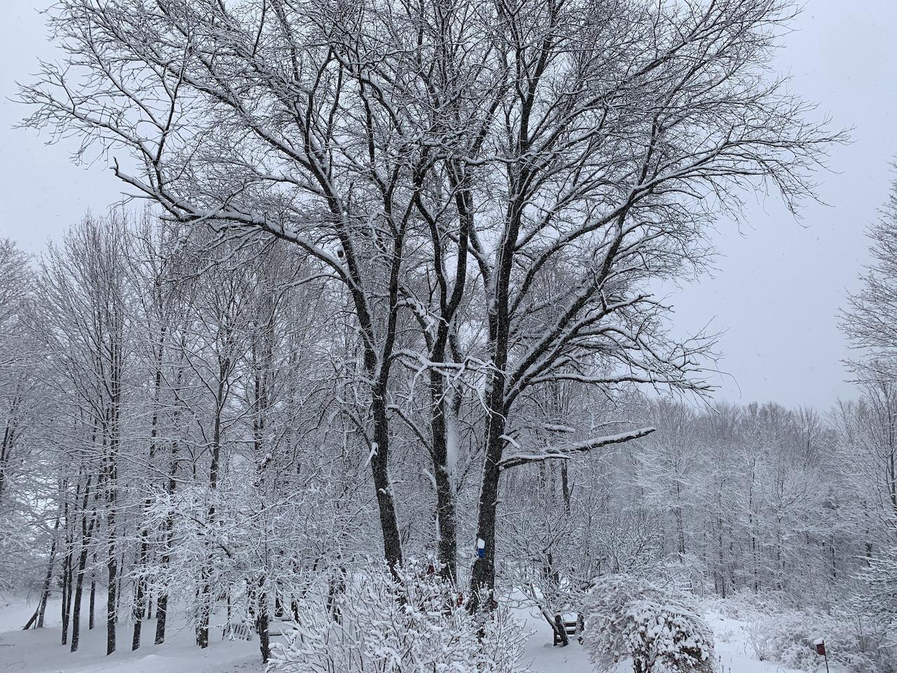 Grandmother Cherry Sanctuary winter in Vermont