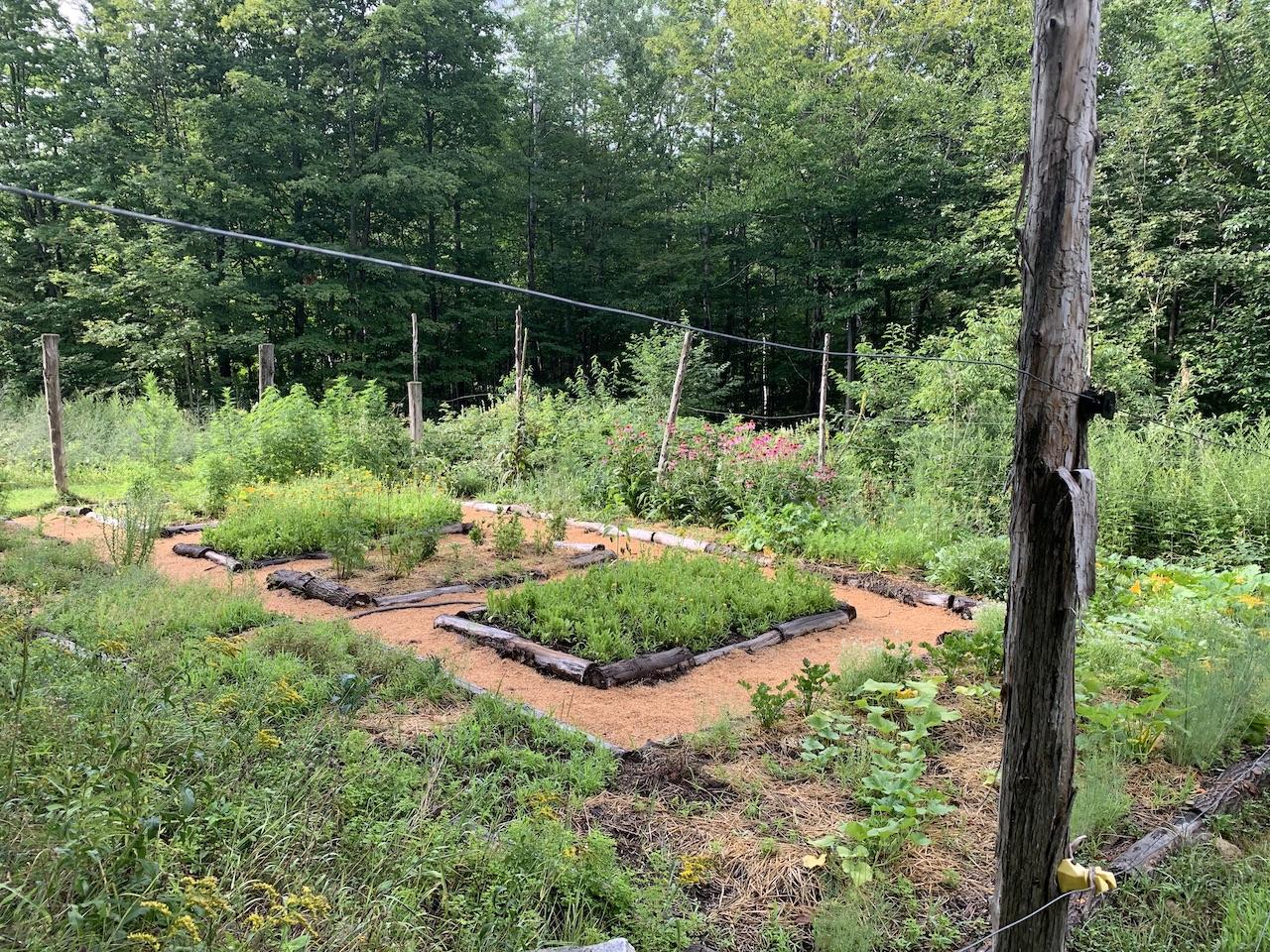medicinal herb garden at Vermont herb sanctuary