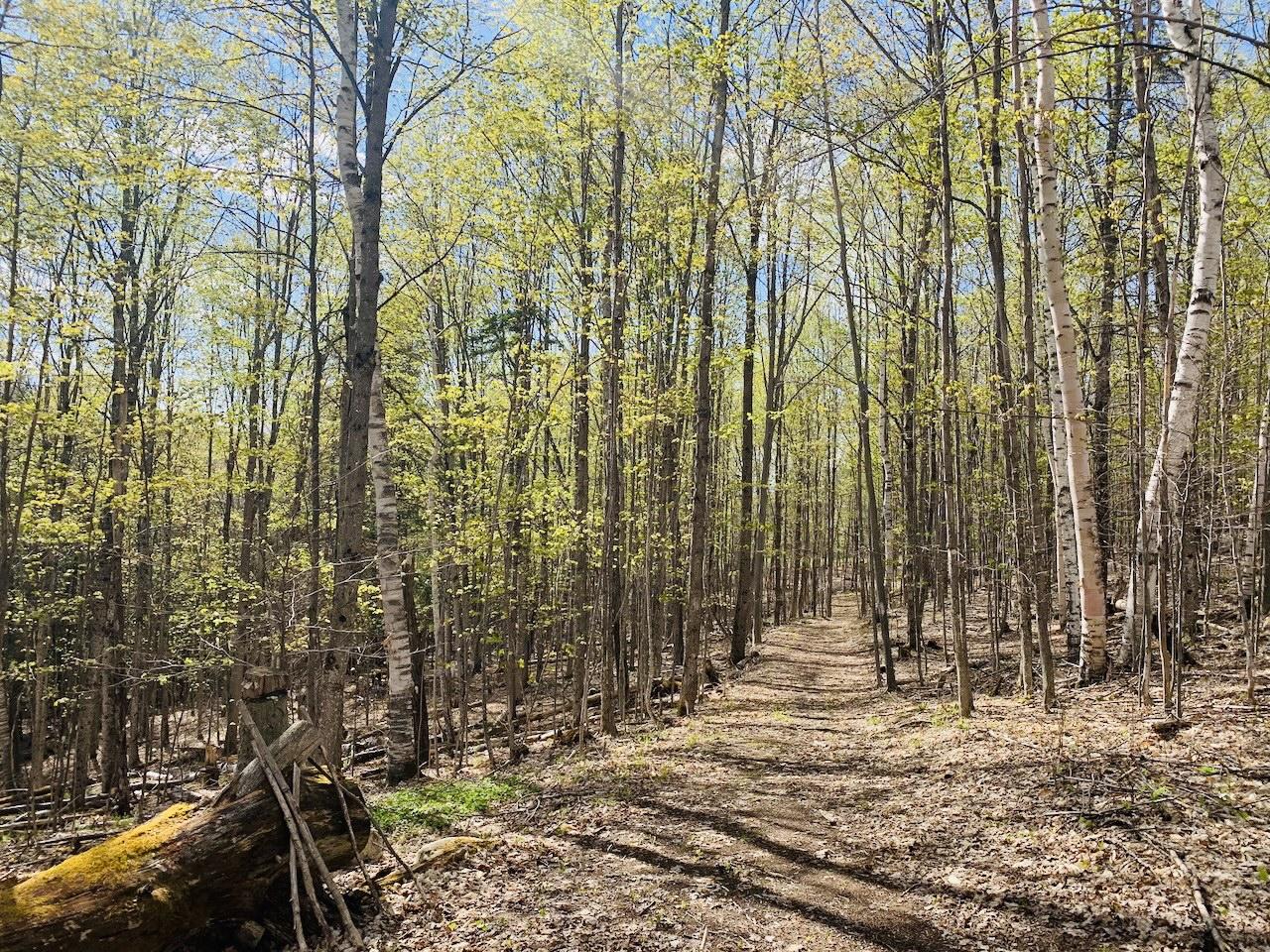 Spring at a Vermont forest sanctuary