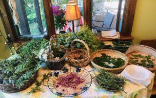 Rae Carter Vermont herbalism